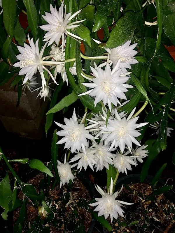 Brahma_Kamal_(White)_Flower_Plant_For_Your_Sweet_Home_Garden_Highly_Benefited_Brahma_Kamal_Plant_Height_1.5-3.5_Ft_(Pack_Of_1)