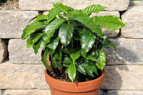 Brazilian_Hybrid_Coffee_Beans_Plant_&_Tree_(1.5-3.5_Ft_Height)_For_Garden,_Well_Watered_Coffee_Fruit_Plant_(Pack_Of_1)