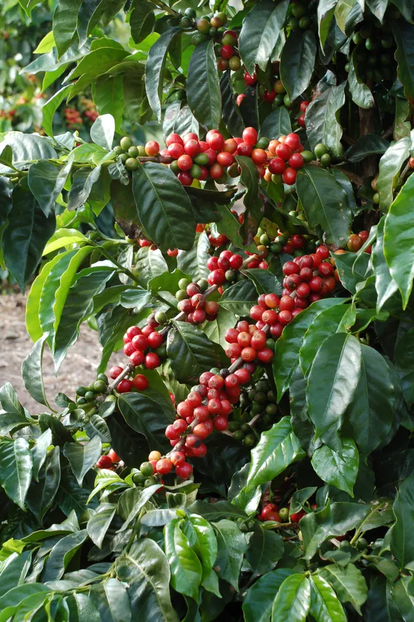 Brazilian_Hybrid_Coffee_Beans_Plant_&_Tree_(1.5-3.5_Ft_Height)_For_Garden,_Well_Watered_Coffee_Fruit_Plant_(Pack_Of_1)