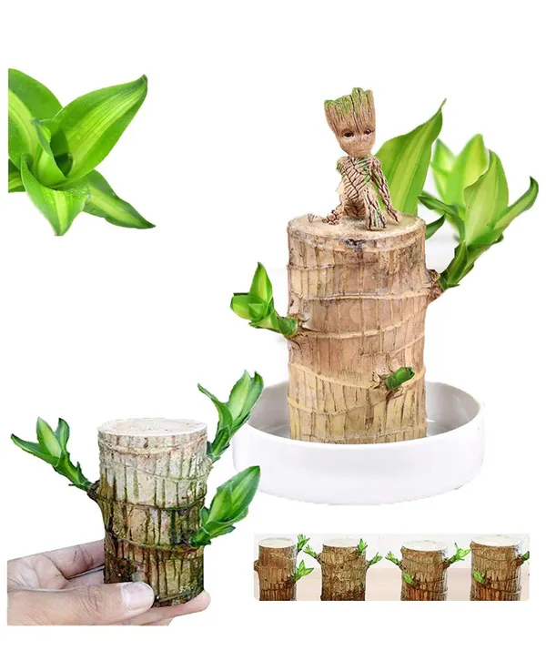 Brazilian_Lucky_Wood_Plant_For_Your_Sweet_Home_Decor/Gardening_Brazilian_Lucky_Bamboo_Healthy_Indoor_Plant_(Air_Purifying)_Pack_Of_1