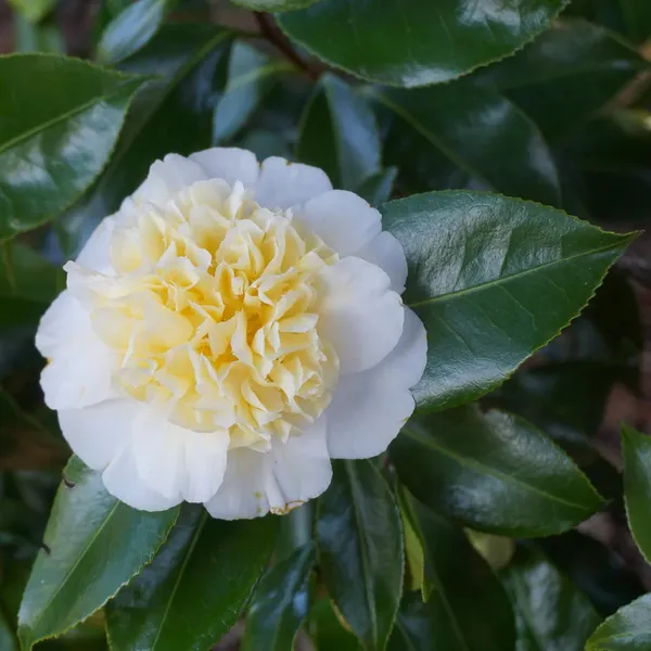 Brushfields_Camellia_Bicolor_Flowering_Plant_&_Tree_For_Home_Garden_(1.5-3.5_Ft_Height)_Pack_Of_1