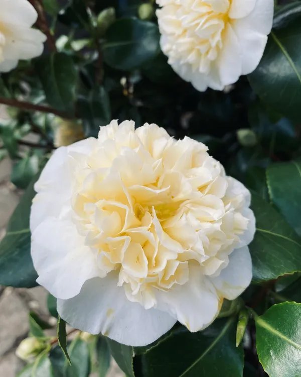 Brushfields_Camellia_Bicolor_Flowering_Plant_&_Tree_For_Home_Garden_(1.5-3.5_Ft_Height)_Pack_Of_1
