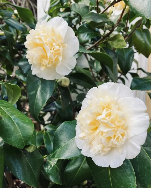 Brushfields_Camellia_Bicolor_Flowering_Plant_&_Tree_For_Home_Garden_(1.5-3.5_Ft_Height)_Pack_Of_1