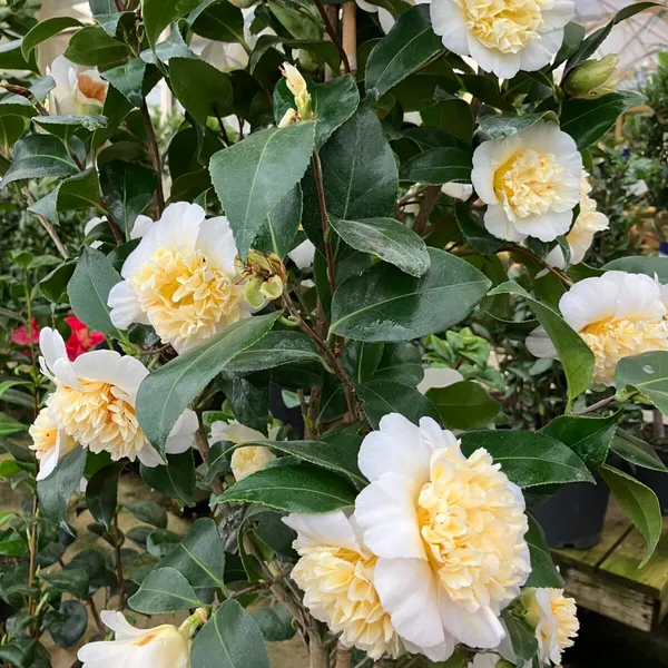Brushfields_Camellia_Bicolor_Flowering_Plant_&_Tree_For_Home_Garden_(1.5-3.5_Ft_Height)_Pack_Of_1