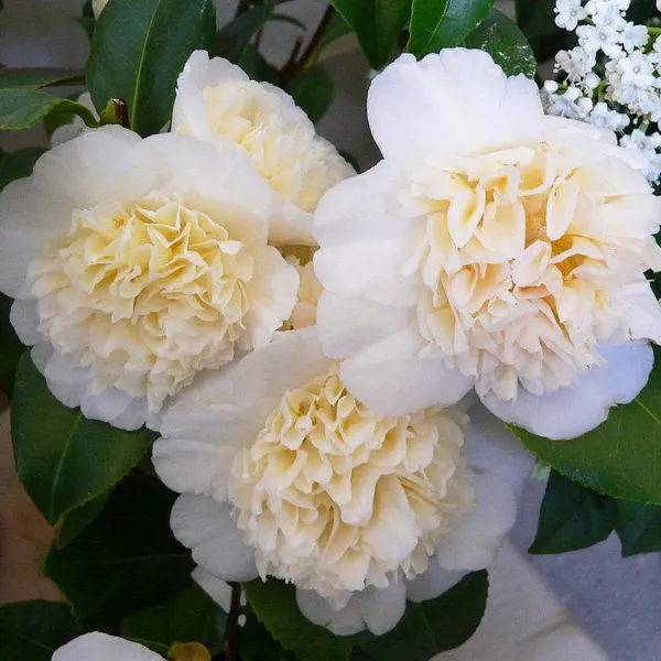 Brushfields_Camellia_Bicolor_Flowering_Plant_&_Tree_For_Home_Garden_(1.5-3.5_Ft_Height)_Pack_Of_1