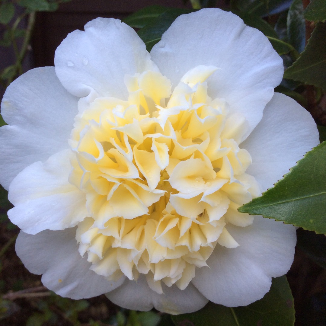 Brushfields_Camellia_Bicolor_Flowering_Plant_&_Tree_For_Home_Garden_(1.5-3.5_Ft_Height)_Pack_Of_1