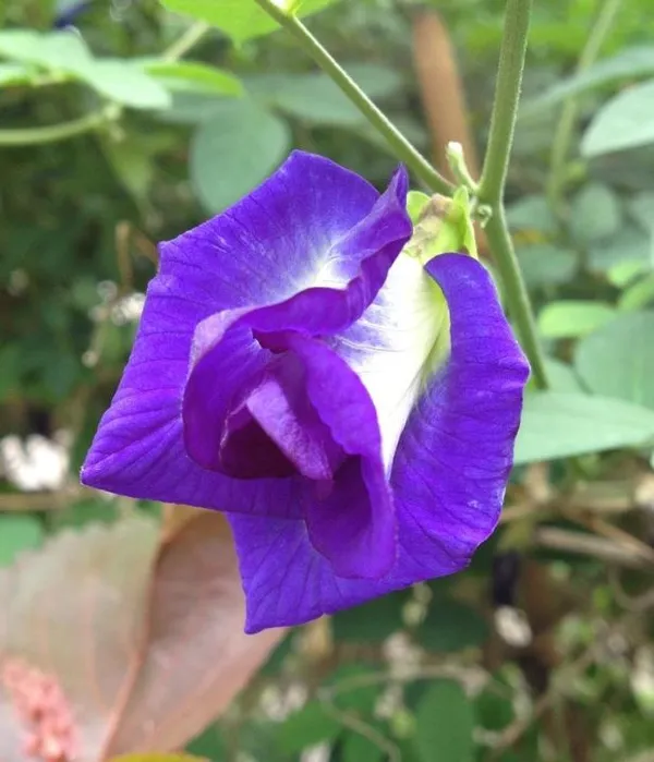 Butterfly_Pea/_Aparajita_Blue_Climbing_Plant_|_Ayurvedic_Medicinal_&_Ornamental_Garden_Plant_|_Pack_Of_1