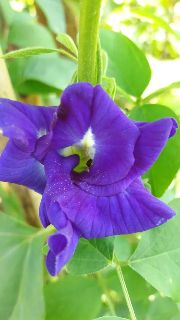 Butterfly_Pea/_Aparajita_Blue_Climbing_Plant_|_Ayurvedic_Medicinal_&_Ornamental_Garden_Plant_|_Pack_Of_1