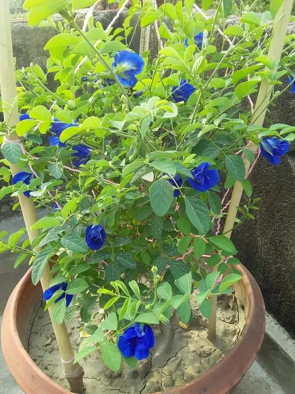 Butterfly_Pea/_Aparajita_Blue_Climbing_Plant_|_Ayurvedic_Medicinal_&_Ornamental_Garden_Plant_|_Pack_Of_1