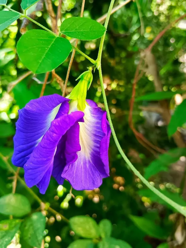 Butterfly_Pea/_Aparajita_Blue_Climbing_Plant_|_Ayurvedic_Medicinal_&_Ornamental_Garden_Plant_|_Pack_Of_1