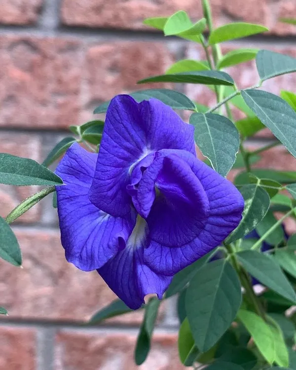 Butterfly_Pea/_Aparajita_Blue_Climbing_Plant_|_Ayurvedic_Medicinal_&_Ornamental_Garden_Plant_|_Pack_Of_1