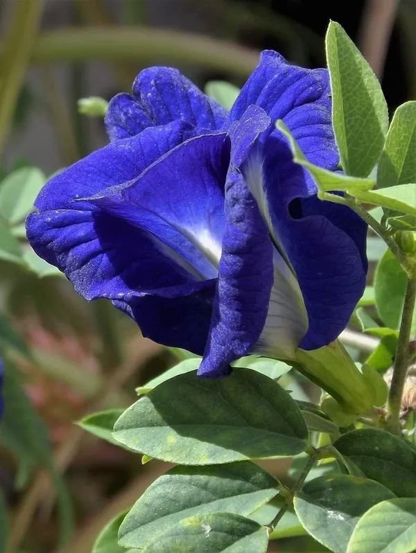 Butterfly_Pea/_Aparajita_Blue_Climbing_Plant_|_Ayurvedic_Medicinal_&_Ornamental_Garden_Plant_|_Pack_Of_1
