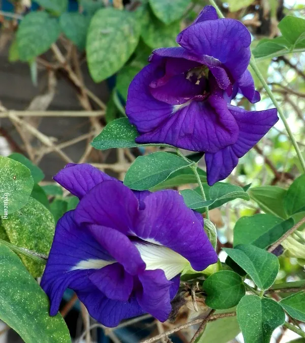 Butterfly_Pea/_Aparajita_Blue_Climbing_Plant_|_Ayurvedic_Medicinal_&_Ornamental_Garden_Plant_|_Pack_Of_1