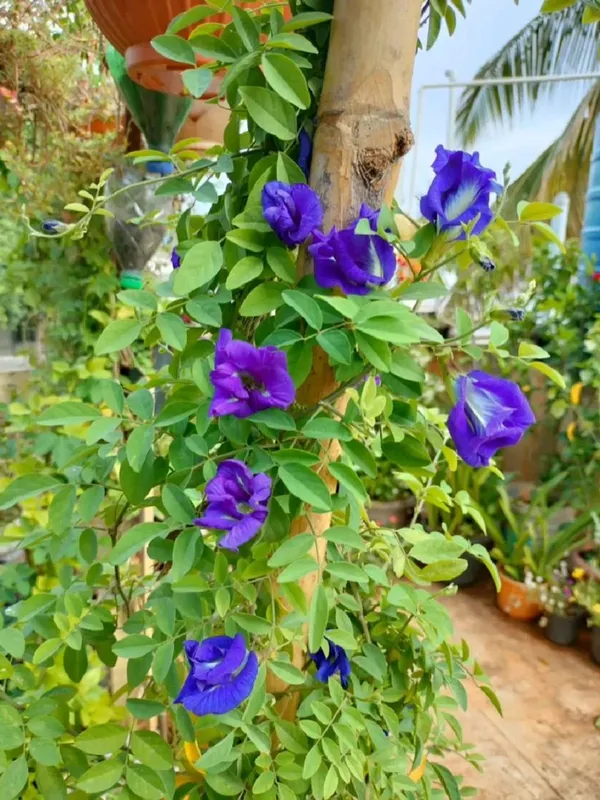Butterfly_Pea/_Aparajita_Blue_Climbing_Plant_|_Ayurvedic_Medicinal_&_Ornamental_Garden_Plant_|_Pack_Of_1