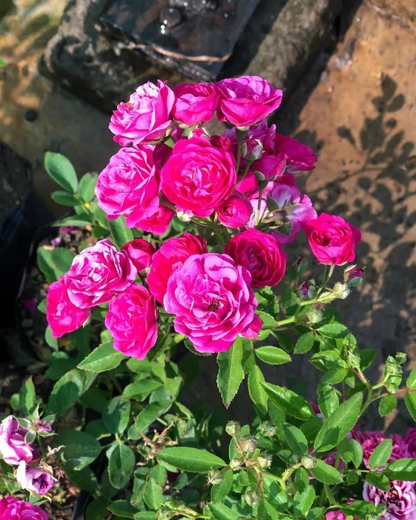 Button_Rose_Flowering_Plant_&_Tree_For_Shrub/Bush/Home_Decor/Garden_(Hybrid,_Pack_Of_1)
