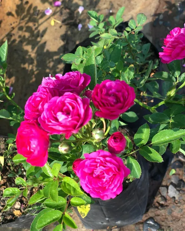 Button_Rose_Flowering_Plant_&_Tree_For_Shrub/Bush/Home_Decor/Garden_(Hybrid,_Pack_Of_1)