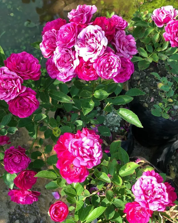 Button_Rose_Flowering_Plant_&_Tree_For_Shrub/Bush/Home_Decor/Garden_(Hybrid,_Pack_Of_1)