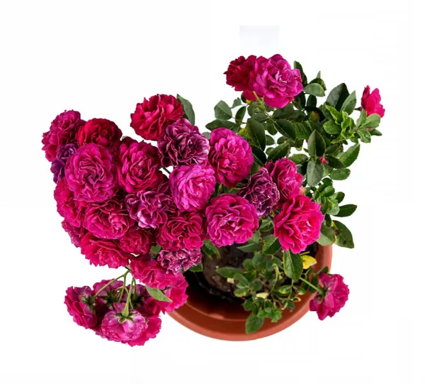 Button_Rose_Flowering_Plant_&_Tree_For_Shrub/Bush/Home_Decor/Garden_(Hybrid,_Pack_Of_1)