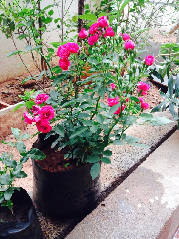 Button_Rose_Flowering_Plant_&_Tree_For_Shrub/Bush/Home_Decor/Garden_(Hybrid,_Pack_Of_1)
