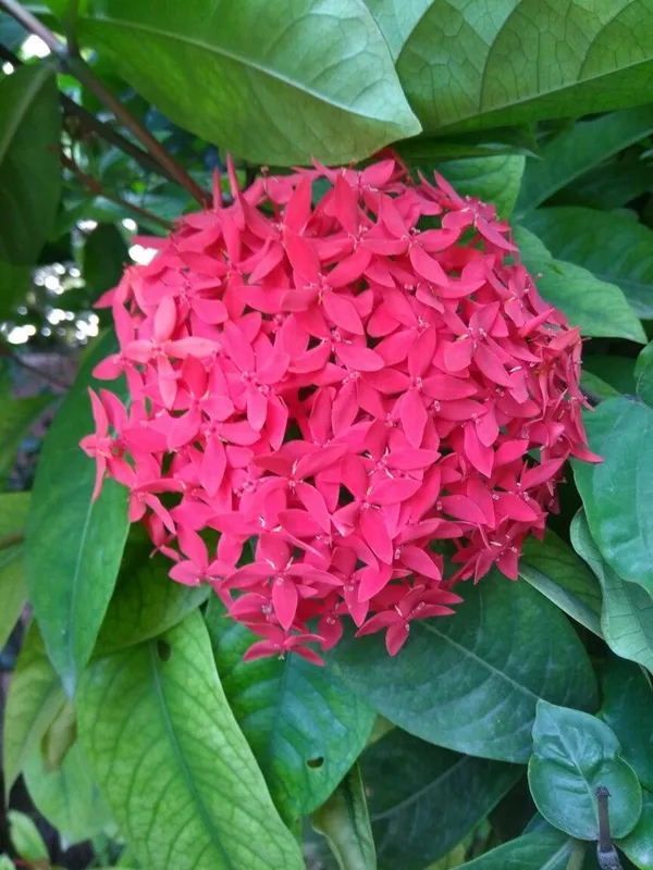 Pink_Ixora_12_Month/Alltime_Flower_Plant_For_Home_Gardening_(Hybrid,_Pack_Of_1)
