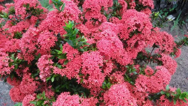 Pink_Ixora_12_Month/Alltime_Flower_Plant_For_Home_Gardening_(Hybrid,_Pack_Of_1)