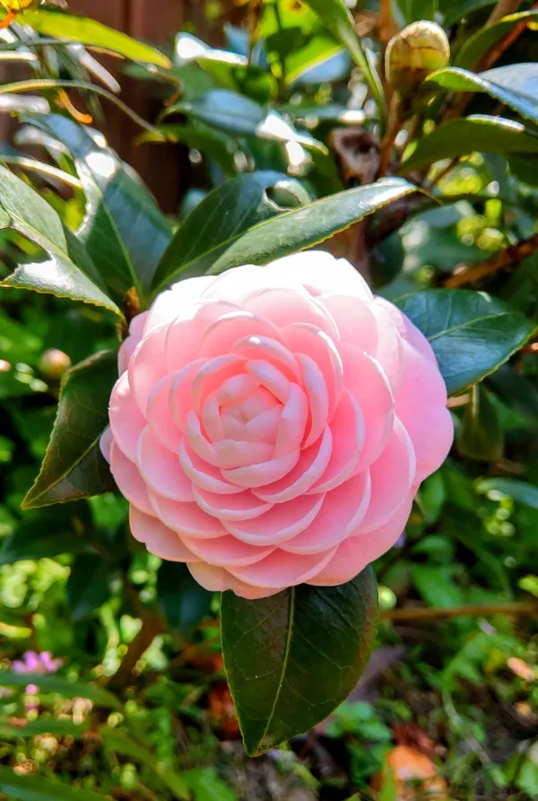 Camellia_Plant_–_Flowering_Evergreen_Shrub_–_Premium_Ornamental_Plant_with_Glossy_Leaves_&_Beautiful_Blooms_for_Home_&_Garden