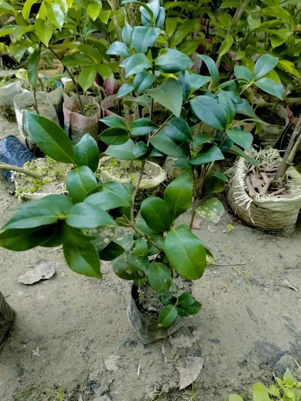 Camellia_Plant_–_Flowering_Evergreen_Shrub_–_Premium_Ornamental_Plant_with_Glossy_Leaves_&_Beautiful_Blooms_for_Home_&_Garden