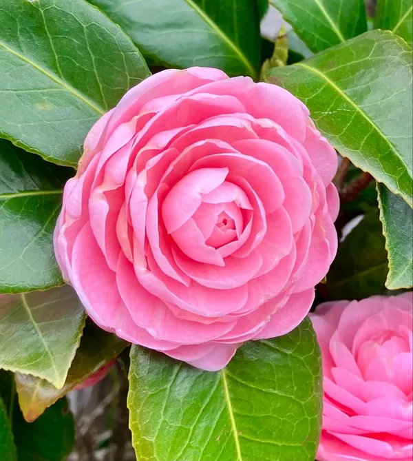 Camellia_Plant_–_Flowering_Evergreen_Shrub_–_Premium_Ornamental_Plant_with_Glossy_Leaves_&_Beautiful_Blooms_for_Home_&_Garden