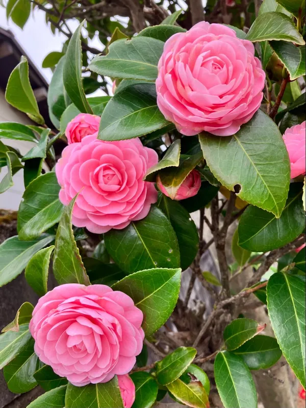 Camellia_Plant_–_Flowering_Evergreen_Shrub_–_Premium_Ornamental_Plant_with_Glossy_Leaves_&_Beautiful_Blooms_for_Home_&_Garden