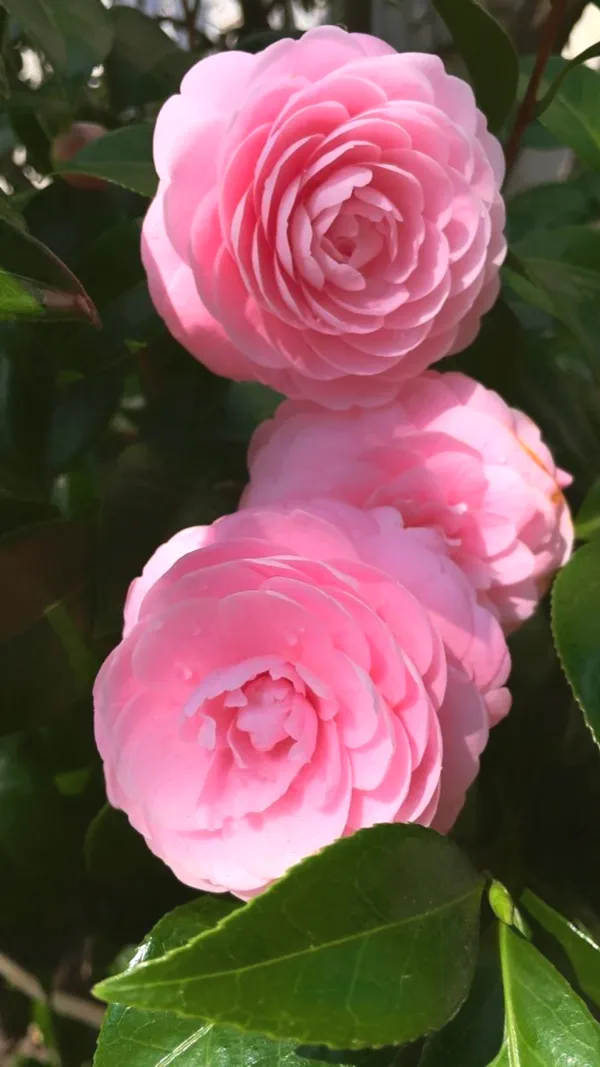 Camellia_Plant_–_Flowering_Evergreen_Shrub_–_Premium_Ornamental_Plant_with_Glossy_Leaves_&_Beautiful_Blooms_for_Home_&_Garden