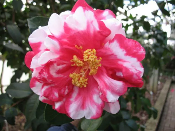 Camellia_Red_&_White_Flowering_Plant_&_Tree_(1.5-3.5_Ft_Height)_For_Shrub/Bush/Home_Garden_(Pack_Of_1)