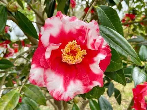 Camellia_Red_&_White_Flowering_Plant_&_Tree_(1.5-3.5_Ft_Height)_For_Shrub/Bush/Home_Garden_(Pack_Of_1)