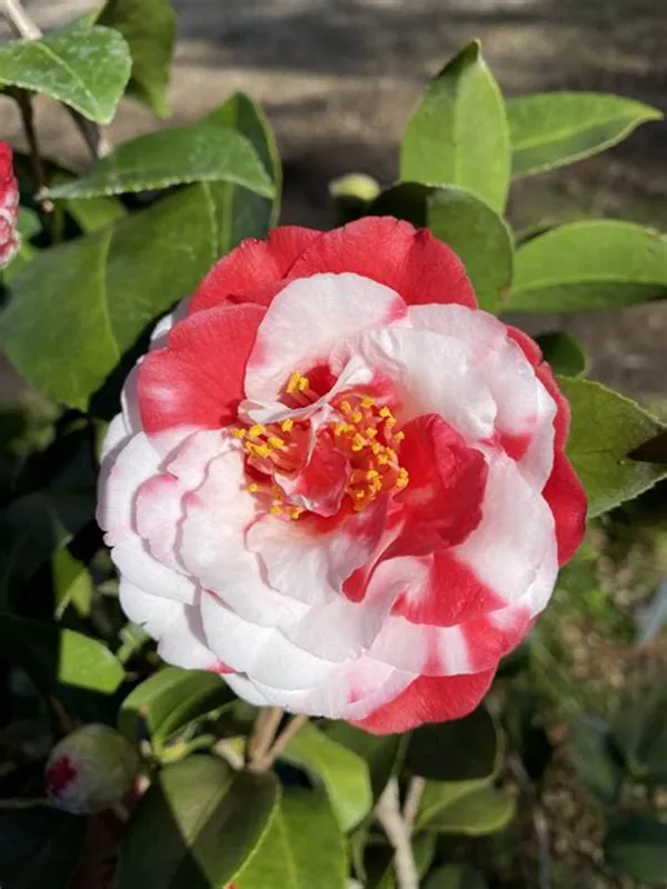 Camellia_Red_&_White_Flowering_Plant_&_Tree_(1.5-3.5_Ft_Height)_For_Shrub/Bush/Home_Garden_(Pack_Of_1)