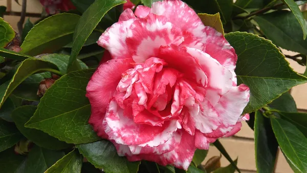 Camellia_Red_&_White_Flowering_Plant_&_Tree_(1.5-3.5_Ft_Height)_For_Shrub/Bush/Home_Garden_(Pack_Of_1)