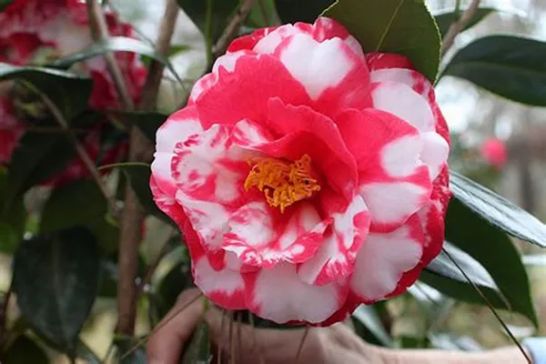 Camellia_Red_&_White_Flowering_Plant_&_Tree_(1.5-3.5_Ft_Height)_For_Shrub/Bush/Home_Garden_(Pack_Of_1)
