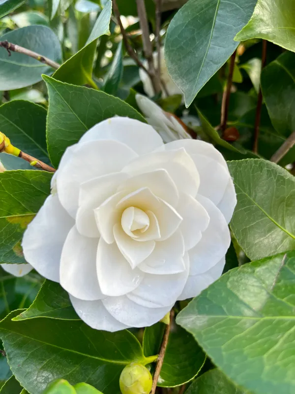 Long_Blooming_White_Camellia_Flower_Plant_&_Tree_(1.5-3.5_Ft_Height)_For_Your_Sweet_Home_Garden,_Pack_Of_1