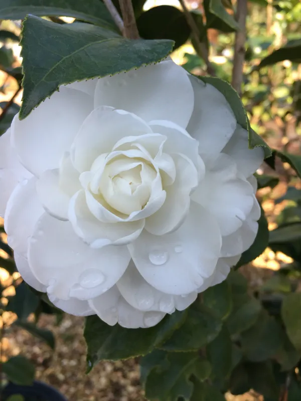 Long_Blooming_White_Camellia_Flower_Plant_&_Tree_(1.5-3.5_Ft_Height)_For_Your_Sweet_Home_Garden,_Pack_Of_1