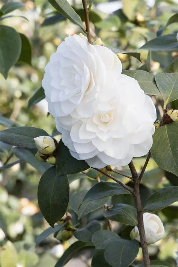 Long_Blooming_White_Camellia_Flower_Plant_&_Tree_(1.5-3.5_Ft_Height)_For_Your_Sweet_Home_Garden,_Pack_Of_1