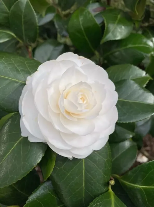 Long_Blooming_White_Camellia_Flower_Plant_&_Tree_(1.5-3.5_Ft_Height)_For_Your_Sweet_Home_Garden,_Pack_Of_1