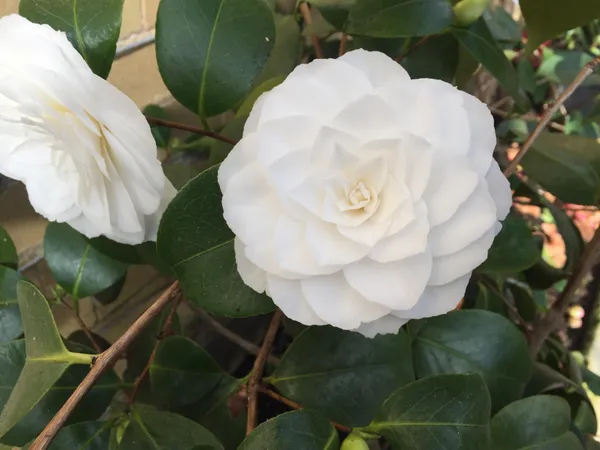 Long_Blooming_White_Camellia_Flower_Plant_&_Tree_(1.5-3.5_Ft_Height)_For_Your_Sweet_Home_Garden,_Pack_Of_1