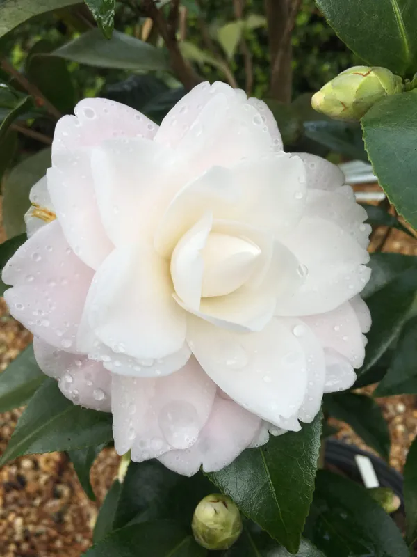 Long_Blooming_White_Camellia_Flower_Plant_&_Tree_(1.5-3.5_Ft_Height)_For_Your_Sweet_Home_Garden,_Pack_Of_1