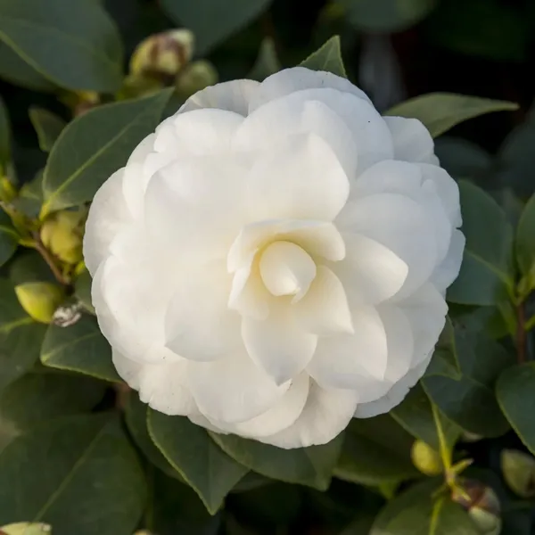 Long_Blooming_White_Camellia_Flower_Plant_&_Tree_(1.5-3.5_Ft_Height)_For_Your_Sweet_Home_Garden,_Pack_Of_1