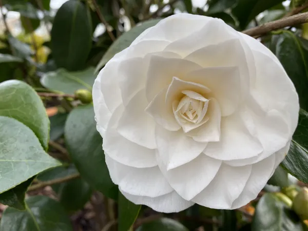 Long_Blooming_White_Camellia_Flower_Plant_&_Tree_(1.5-3.5_Ft_Height)_For_Your_Sweet_Home_Garden,_Pack_Of_1