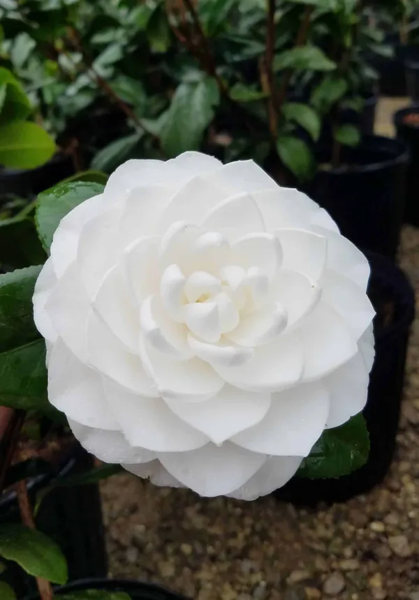 Long_Blooming_White_Camellia_Flower_Plant_&_Tree_(1.5-3.5_Ft_Height)_For_Your_Sweet_Home_Garden,_Pack_Of_1