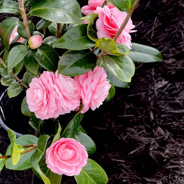 Camellia_(Pink)_Flowering_Shrub_Plant_&_Tree_For_Your_Sweet_Home_Garden_(Pack_Of_1)