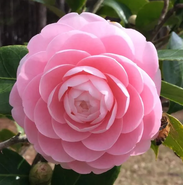Camellia_(Pink)_Flowering_Shrub_Plant_&_Tree_For_Your_Sweet_Home_Garden_(Pack_Of_1)