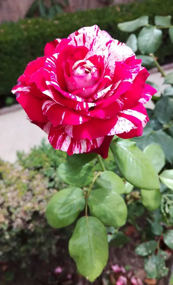 Candy_Stripes_Rose_Flower_Plant_|_Fresh_&_Healthy_Garden_Rose_Plant_|_Fragrant_Ornamental_Flowering_Plant