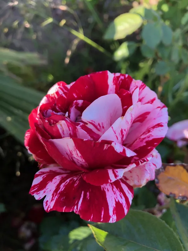 Candy_Stripes_Rose_Flower_Plant_|_Fresh_&_Healthy_Garden_Rose_Plant_|_Fragrant_Ornamental_Flowering_Plant