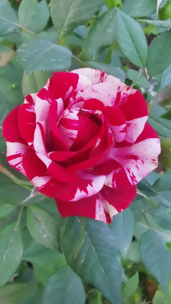 Candy_Stripes_Rose_Flower_Plant_|_Fresh_&_Healthy_Garden_Rose_Plant_|_Fragrant_Ornamental_Flowering_Plant