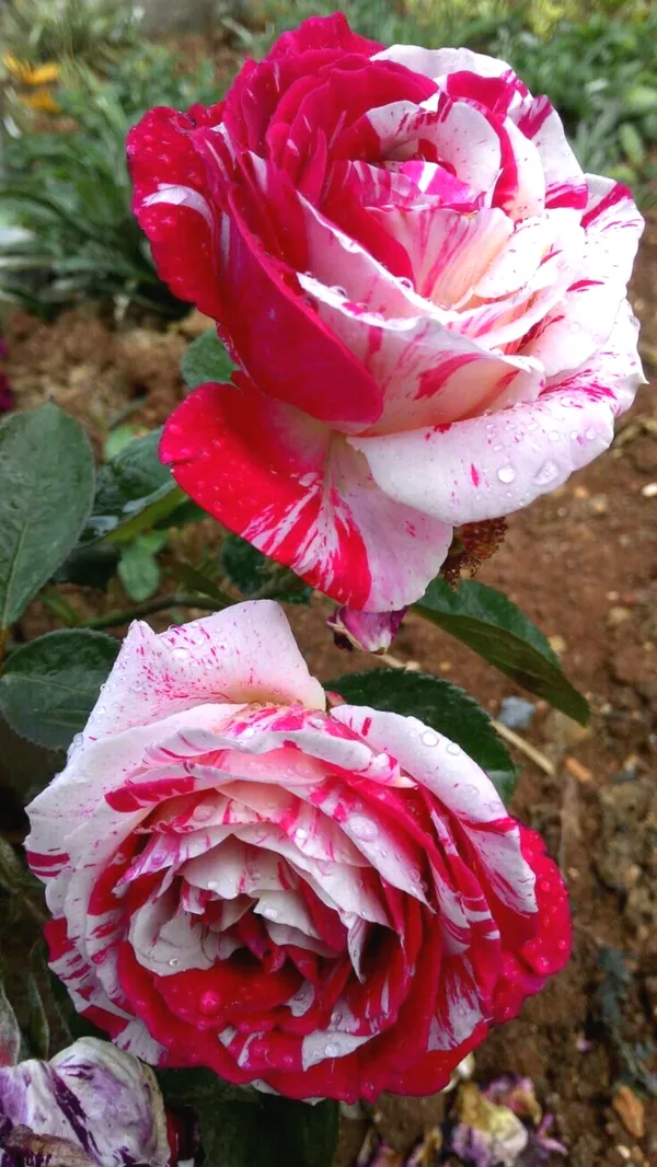 Candy_Stripes_Rose_Flower_Plant_|_Fresh_&_Healthy_Garden_Rose_Plant_|_Fragrant_Ornamental_Flowering_Plant
